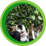 Experiment: Greening your classroom