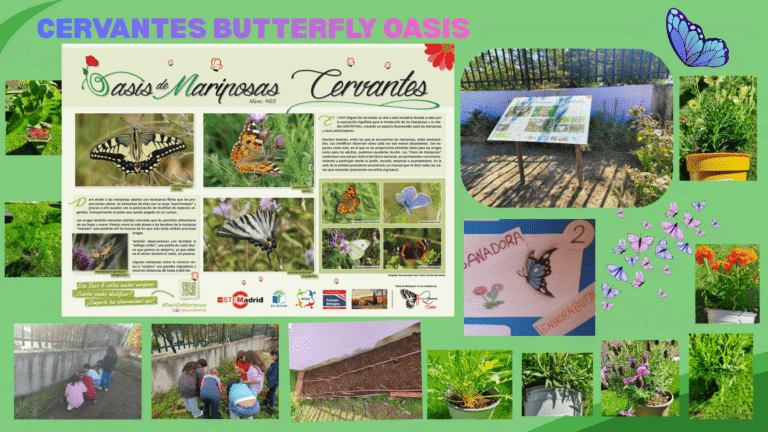 Cervantes 1 1 768x432