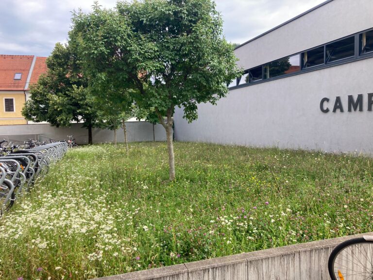 bluehwiese HECKE 768x576