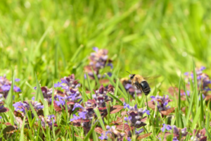 Learning Activity: Creating a Pollinator Friendly Environment