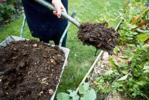 Learning Activity: Using Compost