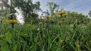 Wildflower Meadow