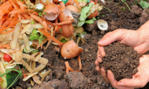 The basics of composting