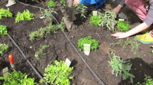 Experiment: Eigene Jungpflanzen heranziehen