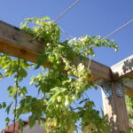 Experimento: Plantas trepadoras en la escuela